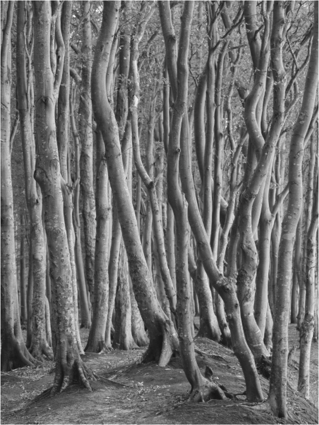 "coastal forest" - Rügen