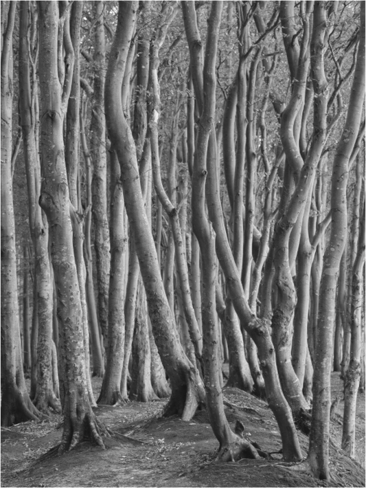 "coastal forest" - Rügen
