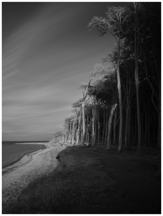 ghost forest
